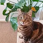 Cat, Plant, Felidae, Flowerpot, Carnivore, Houseplant, Small To Medium-sized Cats, Tree, Terrestrial Plant, Whiskers, Fawn, Grass, Snout, Terrestrial Animal, Domestic Short-haired Cat, Furry friends, Tail, Plant Stem, Pet Supply