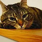 Cat, Eyes, Carnivore, Felidae, Wood, Small To Medium-sized Cats, Whiskers, Snout, Domestic Short-haired Cat, Hardwood, Furry friends, Wood Stain, Paw, Curious, Varnish, Plank, Plywood
