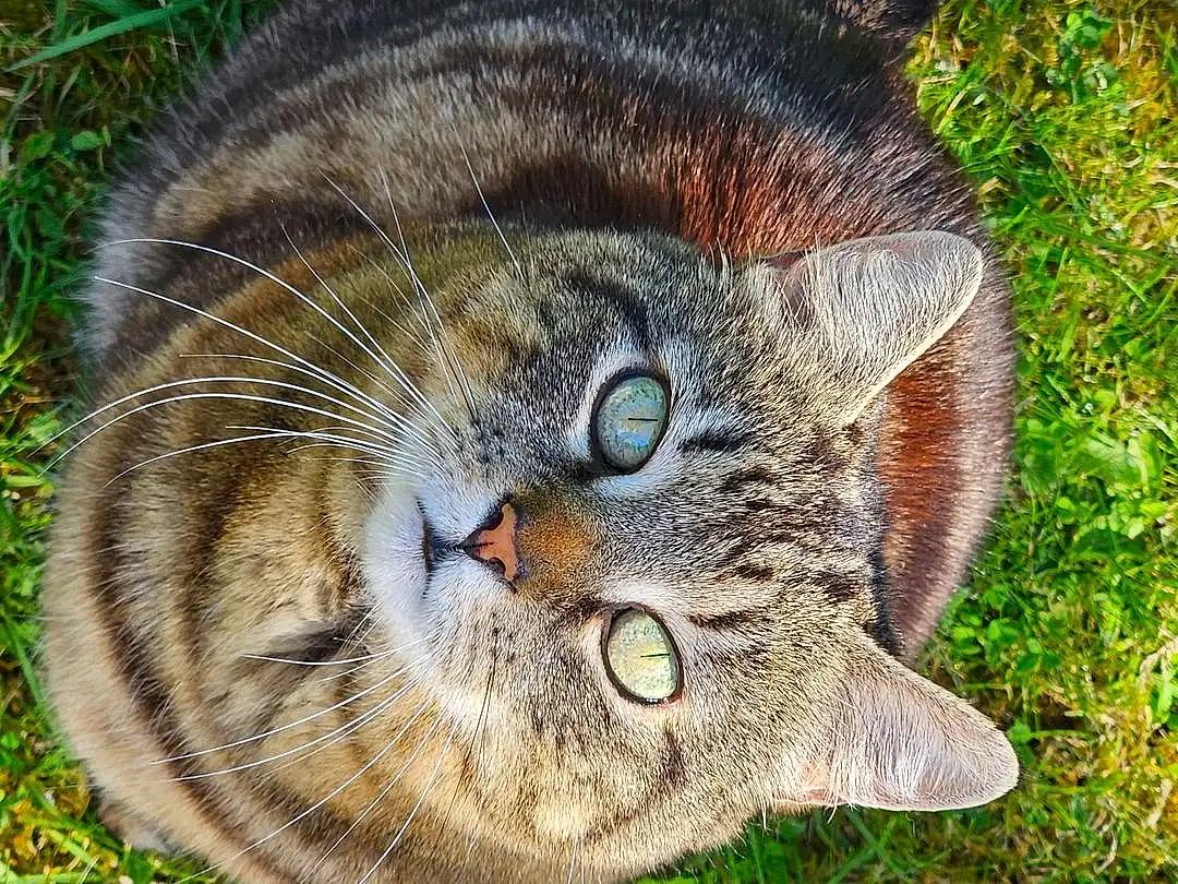 Head, Cat, Eyes, Felidae, Carnivore, Plant, Small To Medium-sized Cats, Whiskers, Tree, Grass, Fawn, Terrestrial Animal, Groundcover, Snout, Close-up, Lynx, Domestic Short-haired Cat, Furry friends, Tail