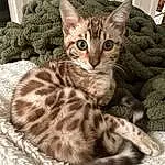 Cat, Felidae, Carnivore, Whiskers, Small To Medium-sized Cats, Fawn, Comfort, Snout, Tail, Furry friends, Domestic Short-haired Cat, Paw, Cat Bed, Claw, Terrestrial Animal, Pattern