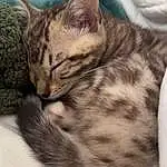 Cat, Felidae, Carnivore, Small To Medium-sized Cats, Whiskers, Ear, Snout, Comfort, Terrestrial Animal, Furry friends, Tail, Domestic Short-haired Cat, Paw, Claw, Grass, Nap, Sleep