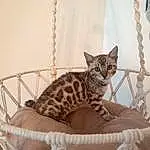 Cat, Felidae, Carnivore, Comfort, Small To Medium-sized Cats, Whiskers, Grey, Fawn, Curtain, Cat Bed, Terrestrial Animal, Wood, Snout, Bed, Tail, Linens, Cat Supply, Furry friends, Domestic Short-haired Cat, Room