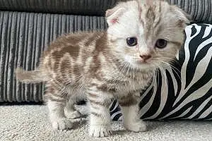 Name Scottish Fold Cat Chai