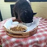 Food, Tableware, Cat Food, Small Animal Food, Animal Feed, Table, Pet Food, Ingredient, Recipe, Cuisine, Dish, Cat Supply, Pet Supply, Staple Food, Plate, Carnivore, Felidae, Whiskers, Small To Medium-sized Cats, Cat