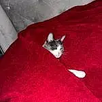 Textile, Sleeve, Wood, Finger, Felidae, Red, Small To Medium-sized Cats, Tints And Shades, Magenta, Linens, Comfort, Tail, Pattern, T-shirt, Woolen, Human Leg, Wool, Furry friends, Carmine