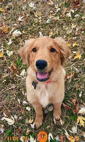 Name Golden Retriever Dog Dutch