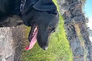 Name Labrador Retriever Dog Haze