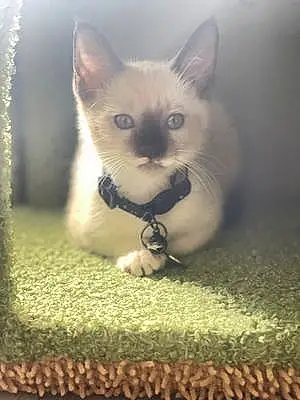 Name Siamese Cat Kayla