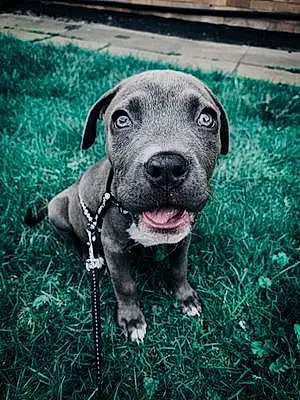 Name American Staffordshire Terrier Dog Khaleesi