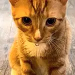 Cat, Eyes, Felidae, Carnivore, Small To Medium-sized Cats, Whiskers, Fawn, Tail, Snout, Paw, Close-up, Terrestrial Animal, Claw, Domestic Short-haired Cat, Furry friends, Window