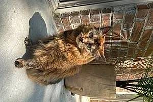 Name Maine Coon Cat Jasmine