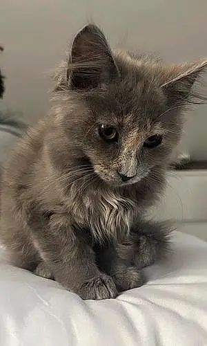 Name Cat Kitten
