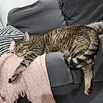Cat, Comfort, Felidae, Carnivore, Grey, Whiskers, Small To Medium-sized Cats, Couch, Furry friends, Domestic Short-haired Cat, Terrestrial Animal, Tail, Claw, Pattern, Nap, Linens, Paw