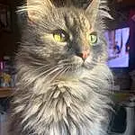 Cat, Felidae, Carnivore, Small To Medium-sized Cats, Whiskers, Snout, Furry friends, Maine Coon, Tire, Domestic Short-haired Cat, British Longhair, Box, Siberian