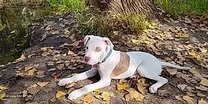 Name Pitt Bull Terrier Dog Karma