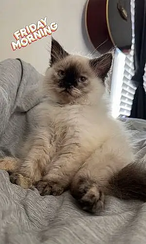 Name Persian Cat Hazel
