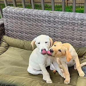 Labrador Retriever Dog Harper And Sadie
