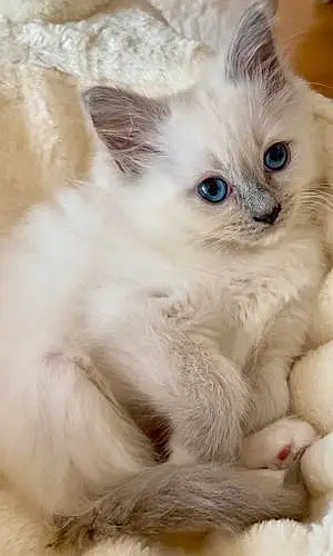 Name Ragdoll Cat Jasmine