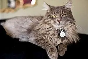 Name Maine Coon Cat Grady