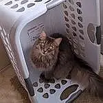 Cat, Felidae, Carnivore, Small To Medium-sized Cats, Grey, Whiskers, Pet Supply, Electronic Device, Comfort, Box, Home Appliance, Rectangle, Furry friends, Metal, Domestic Short-haired Cat, Cat Supply, Paw, Tail, Output Device, Cardboard