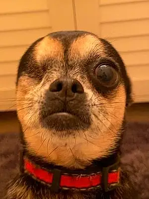 Name Chihuahua Dog Kai