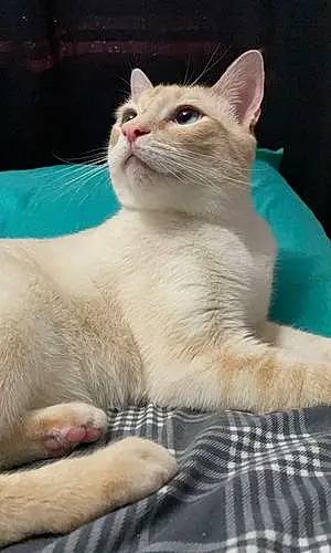 Name Siamese Cat Kasper