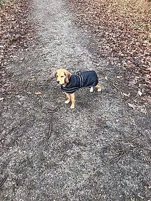 Name Beagle Dog Ruby
