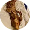 Cat, Felidae, Carnivore, Comfort, Sleeve, Ear, Small To Medium-sized Cats, Gesture, Whiskers, Fawn, Tail, Snout, Bed, Linens, Furry friends, Paw, Domestic Short-haired Cat, Claw, Bedding, Nap