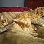 Cat, Felidae, Comfort, Carnivore, Small To Medium-sized Cats, Whiskers, Wood, Fawn, Tail, Snout, Furry friends, Bed, Linens, Paw, Bedding, Domestic Short-haired Cat, Nap, Room, Bed Sheet