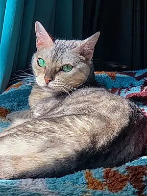 Name Bengal Cat Charlee