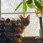 Cat, Plant, Leaf, Wood, Window, Felidae, Carnivore, Sunlight, Flowerpot, Fawn, Small To Medium-sized Cats, Houseplant, Morning, Whiskers, Tints And Shades, Tree, Tail, Twig, Domestic Short-haired Cat, Glass
