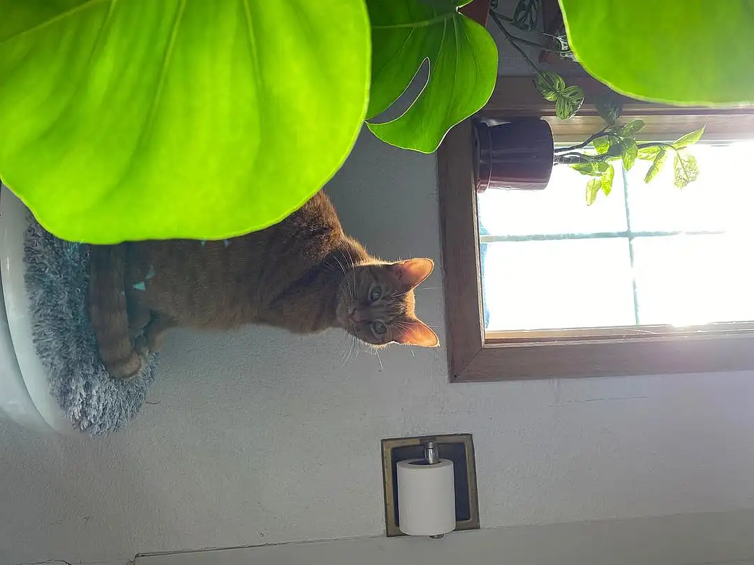 Plant, Window, Flowerpot, Cat, Houseplant, Light, Wood, Interior Design, Tree, Carnivore, Tints And Shades, Felidae, Shade, Comfort, Small To Medium-sized Cats, Room, Tail, Whiskers, Hardwood, Ceiling