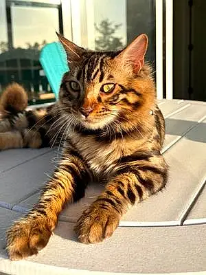 Name Bengal Cat Loki