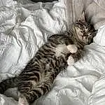 Cat, Comfort, Felidae, Carnivore, Small To Medium-sized Cats, Whiskers, Grey, Bed, Tail, Furry friends, Paw, Linens, Domestic Short-haired Cat, Bedding, Claw, Bed Sheet, Cat Bed, Nap, Duvet, Pattern