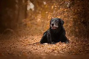 Name Labrador Retriever Dog Dutch