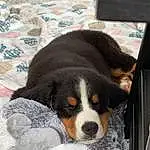 Dog, Dog breed, Carnivore, Companion dog, Snout, Working Animal, Toy Dog, Bored, Canidae, Door, Comfort, Furry friends, Linens, Terrestrial Animal, Working Dog, Bernese Mountain Dog, Cavalier King Charles Spaniel, Recipe, Puppy