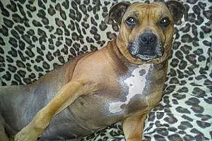 Name Staffordshire Bull Terrier Dog Ruby