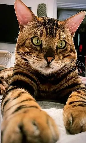 Name Bengal Cat Dior