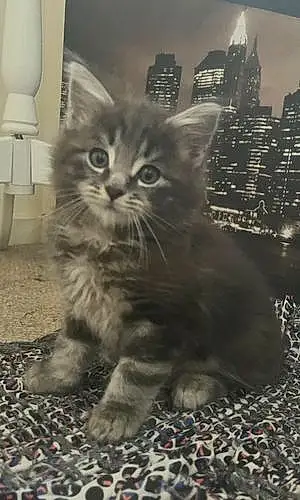 Name Maine Coon Cat Hank