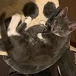 Cat, Felidae, Carnivore, Ear, Comfort, Gesture, Grey, Small To Medium-sized Cats, Whiskers, Black cats, Tail, Window, Domestic Short-haired Cat, Furry friends, Paw, Canidae, Terrestrial Animal, Claw, Russian blue, Havana Brown