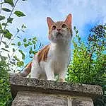 Cat, Cloud, Sky, Felidae, Carnivore, Plant, Small To Medium-sized Cats, Whiskers, Fawn, Grass, Tail, Tree, Snout, Wood, Trunk, Domestic Short-haired Cat, Art, Furry friends, Sitting