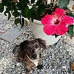 Flower, Plant, Dog, Petal, Hawaiian Hibiscus, Carnivore, Road Surface, Dog breed, Companion dog, Asphalt, Chinese Hibiscus, Sidewalk, Tree, Annual Plant, Art, Soil, Flowering Plant, Spaniel, Carmine