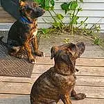 Brown, Dog, Carnivore, Plant, Dog breed, Fawn, Snout, Wood, Tail, Terrestrial Animal, Grass, Canidae, Biting, Guard Dog, Working Dog, Treeing Tennessee Brindle, Furry friends