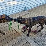 Dog, Dog breed, Carnivore, Collar, Fawn, Working Animal, Dog Supply, Plant, Tail, Snout, Pet Supply, Wood, Canidae, Dog Collar, Terrestrial Animal, Working Dog, Biting, Treeing Tennessee Brindle, Guard Dog