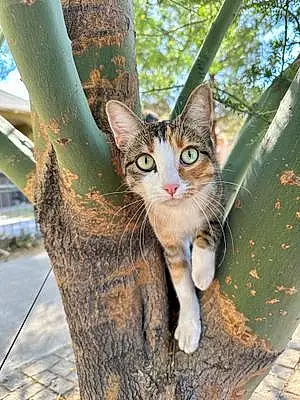 Name American Shorthair Cat Juniper