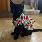 Cat, Felidae, Carnivore, Small To Medium-sized Cats, Whiskers, Dog breed, Bombay, Tail, Collar, Snout, Black cats, Domestic Short-haired Cat, Furry friends, Window, Canidae, Carmine, Pattern, Tree, Wood