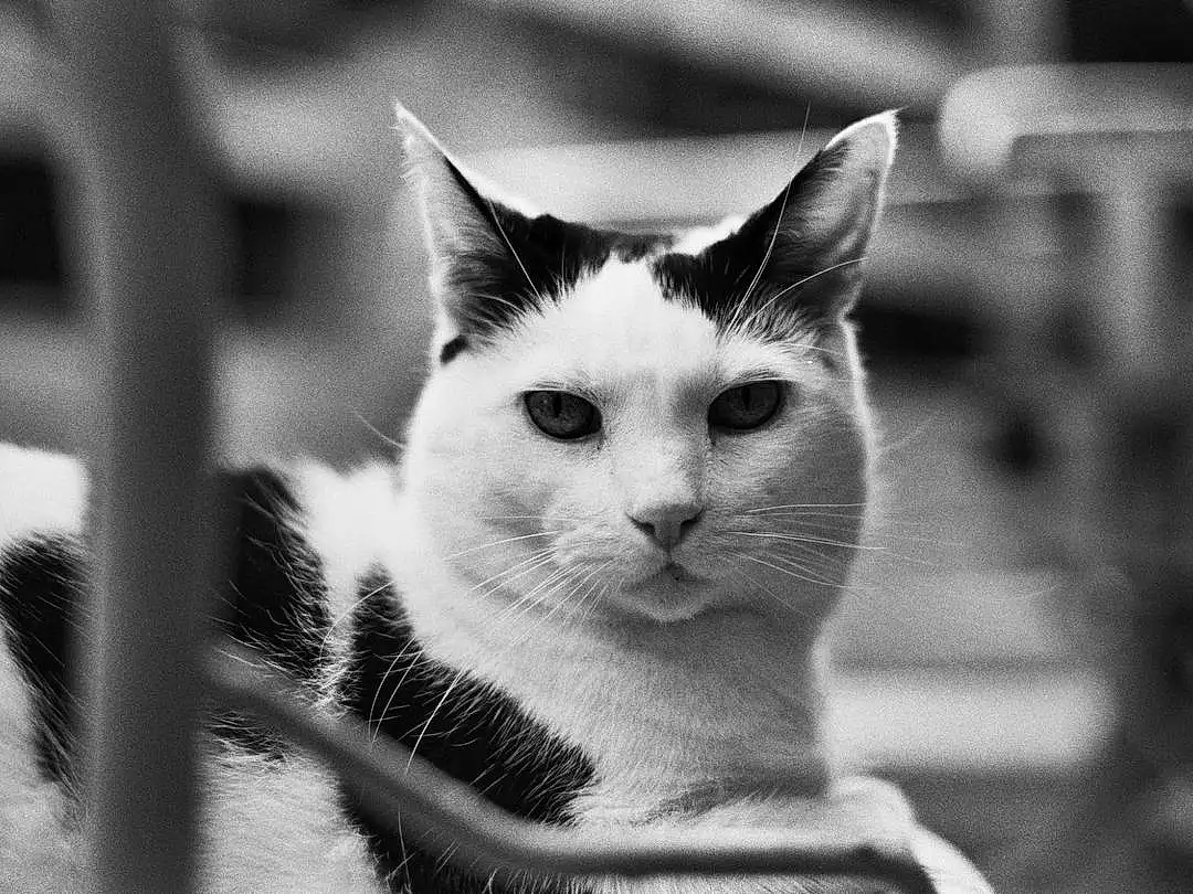 Cat, Eyes, Felidae, Carnivore, Small To Medium-sized Cats, Whiskers, Black-and-white, Style, Monochrome, Black & White, Snout, Furry friends, Domestic Short-haired Cat, Terrestrial Animal, Photography