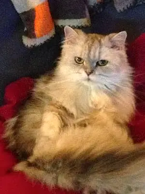 Name Persian Cat Emily