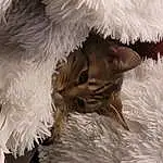 Felidae, Bird, Beak, Feather, Whiskers, Wing, Fur Clothing, Tail, Bird Of Prey, Event, Furry friends, Winter, Small To Medium-sized Cats, Freezing, Falconiformes, Accipitriformes, Cap, Terrestrial Animal, Conifer
