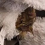 Cat, Fur Clothing, Felidae, Feather, Carnivore, Whiskers, Small To Medium-sized Cats, Wing, Tail, Natural Material, Event, Beak, Furry friends, Cap, Bird Of Prey, Freezing, Animal Product, Claw, Winter